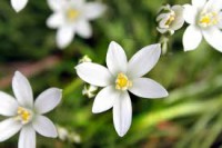STAR OF BETHLEHEM